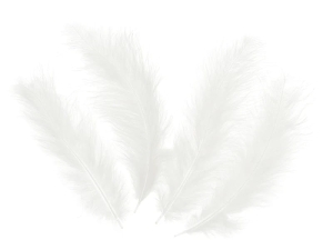 PIÓRKA DEKORACYJNE BIAŁE 50szt