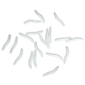 ROBAKI LARWY GUMOWE BIAŁE 4cm 20szt