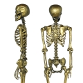 KUKŁA SZKIELET STAROZŁOTY 90cm