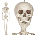 KUKŁA WISZĄCA KOŚCIOTRUP SZKIELET 160cm