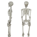 KUKŁA WISZĄCA KOŚCIOTRUP SZKIELET 160cm